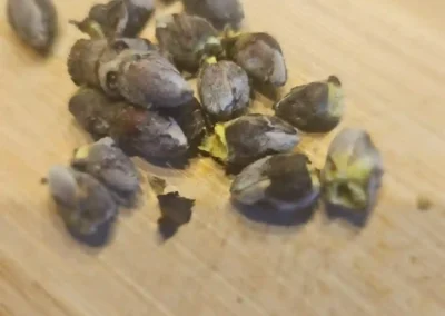 Gesammelte Kräuter.